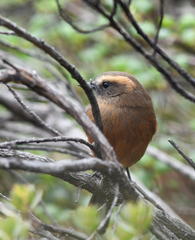 Ochthoeca fumicolor