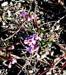 Chaenostoma halimifolium