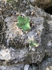 Dorcoceras hygrometricum, photograph 王天明, CC BY, iNaturalist via GBIF