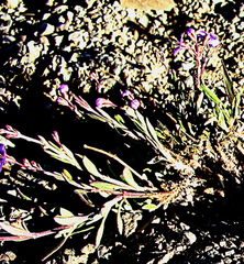 Chaenostoma halimifolium