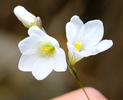 Ixia saundersiana
