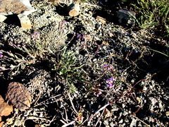 Chaenostoma halimifolium