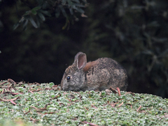Sylvilagus andinus