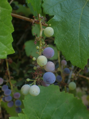 Vitis californica