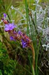 Aristea juncifolia