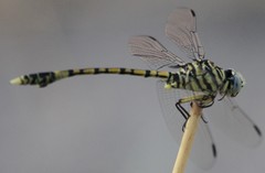 Ictinogomphus dundoensis
