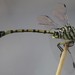 Swamp Tigertail - Photo (c) Robert Taylor, some rights reserved (CC BY), uploaded by Robert Taylor