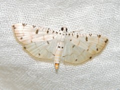 Pycnarmon