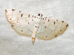 Pycnarmon