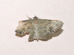 Anticarsia irrorata