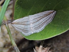 Scopula opicata
