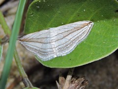Scopula opicata