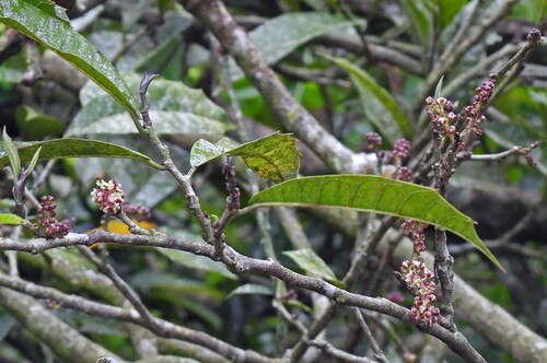 Sorocea bonplandii, photograph 5