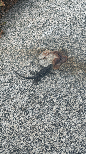 iNaturalist observation photo of Western Fence Lizard