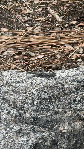 iNaturalist observation photo of Western Fence Lizard