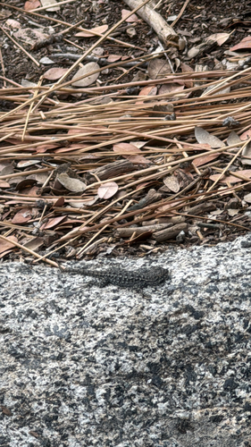iNaturalist observation photo of Western Fence Lizard