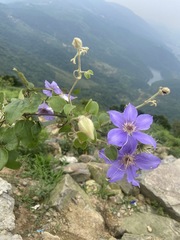 Clematis lanuginosa, photograph 王天明, CC BY, iNaturalist via GBIF