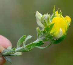 Aspalathus rugosa