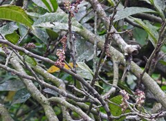 Sorocea bonplandii, photograph author not stated, no rights reserved