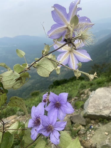 Clematis lanuginosa, photograph 2