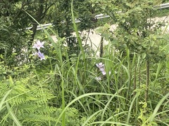 Clematis lanuginosa, photograph 王天明, CC BY, iNaturalist via GBIF