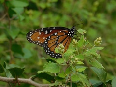 Danaus gilippus