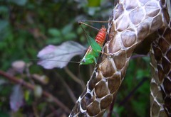 Conocephalus signatus