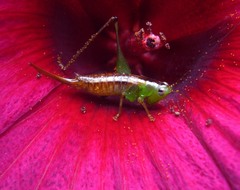 Conocephalus signatus