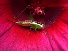 Conocephalus signatus