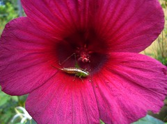 Conocephalus signatus