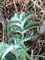 Melianthus