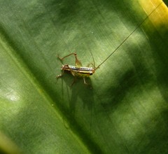 Conocephalus signatus