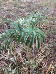Melianthus