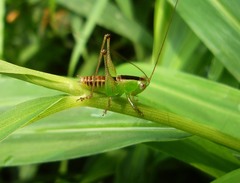 Conocephalus signatus