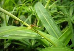 Conocephalus signatus