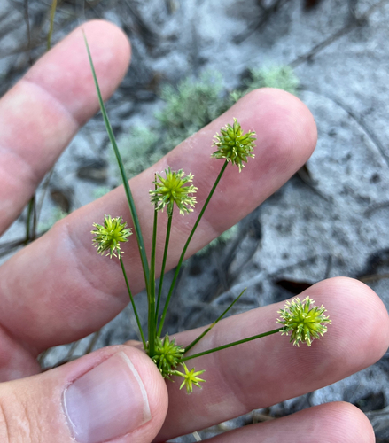 Nash's Flatsedge (Cyperus nashii)