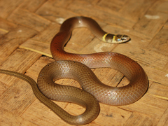 Sibynophis subpunctatus
