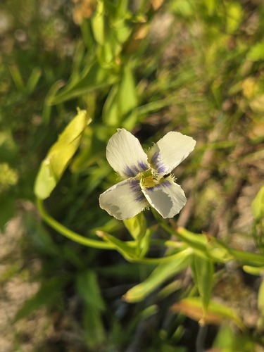 Gentianopsis yabei iNat (2)