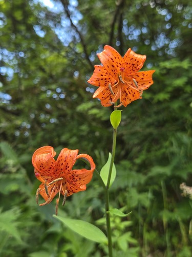 Lilium medeoloides iNat (2)