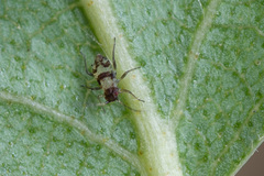 Callipterinella tuberculata