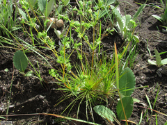Psammotropha