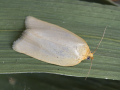 Zelotherses paleana