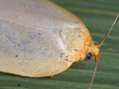 Zelotherses paleana