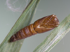 Zelotherses paleana