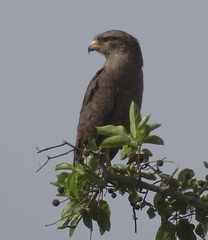 Circaetus cinerascens