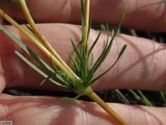 Psammotropha