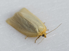 Zelotherses paleana