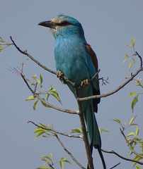 Coracias abyssinicus