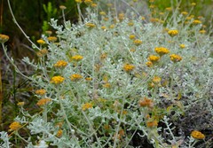 Helichrysum capense