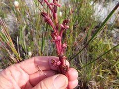 Disa ophrydea
